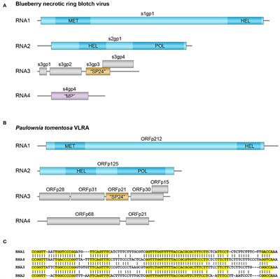 Sequence Relationships of RNA Helicases and Other Proteins Encoded by Blunervirus RNAs Highlight Recombinant Evolutionary Origin of Kitaviral Genomes